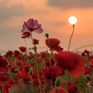 Meet your Posher, Christy